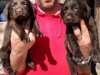 Çikolatalı Labrador