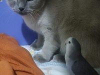 KEDİMİZ DUMAN YENİ SAHİBİNİ BEKLİYOR