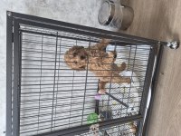 3 aylık eğitimleri tam toy poodle