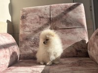 Kartopu pomeranian boo yavrumuz