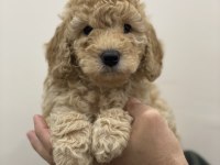 Toy poodle dişi erkek