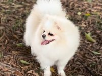 2 yaşında orjinal pomeranian boo