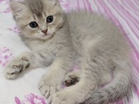 Safkan british shorthair blue golden minnaklarım