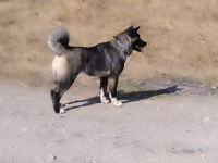 Süper anatomi akita inu