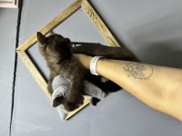 Chocolate british shorthair