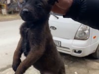 Belçika kurdumuz