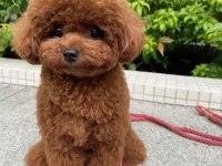 KİLO GARANTİLİ TOY POODLE YAVRULARIM