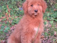 Mükemmel karakter ve vücut anatomisi labradordoodle yavrumuz