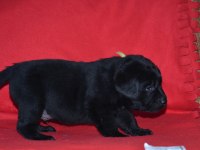 Safkan ırk garantili labrador yavrular