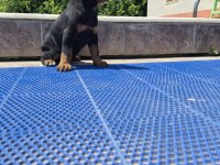 King doberman yavrular
