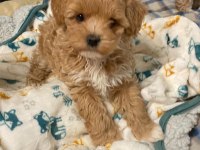 HER RENK MALTİPOO EĞİTİMLİ VE UYGUN