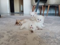 Tatlı british shorthair maviş kediler