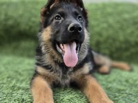 Üst düzey alman çoban köpeği yavruları