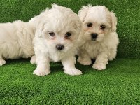 Maltese terrier minikler