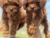 Ankaranın En Seçkin Toy Poodle Yavruları