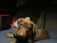 50 Günlük Kızıl Erkek Doberman scrli