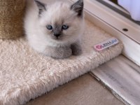 British Shorthair Blue Point Yavrularımız Yuva Arıyor