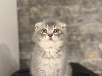 SCOTTISH FOLD A KALİTE YAVRULARIM