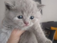 British shorthair dişi