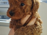 Orjinal Toy Poodle yavruları