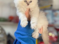 British longhair pamuk şekerler ailelerini arıyor