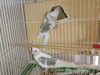 White face Jumbo boy hazır takım sultan papağanı