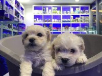 Maltese Terrier