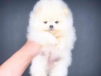 Pomeranian boo teacup bebekler