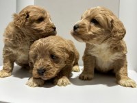 Poodle ayarı da maltipoo