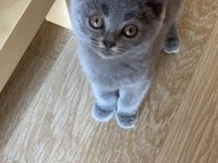 Saf 2.5 aylık British shorthair