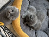 2 AYLIK SCOTTISH FOLD KEDILER