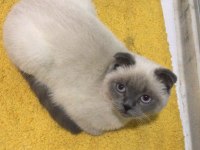 8 aylık scottish fold