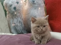 British shorthair LİLAC yavrumuz