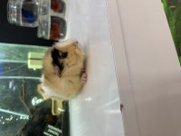 GİNEPİG YAVRUSU CİTYPETSHOP