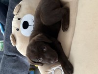 Chocolate Labrador Yavru