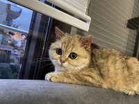 British shorthair beş aylık dişi