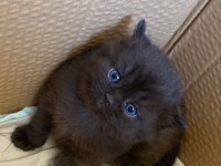 Chocolate Color British Shorthair Dişi Yavru