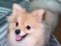 Pomeranian Boo 7 Aylık Dişi