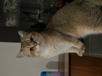 British shorthair oğlumuza eş arıyoruz