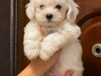 Terrier maltese 0 numara