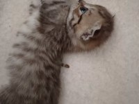 Scottish fold yeni yuvasını arıyor