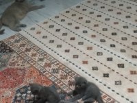 British shorthair 1.5 aylık kediler sahiplendirilecektir