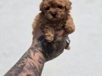 Bebek Surat Maltipoo Yavrular
