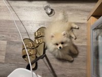 3 aylık dişi pomeranian boo