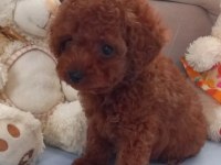 Pafuduk pafuduk poodle yavrular sizleri bekliyor