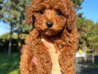Toypoodle Aşılı Çipli Yavrularımız 