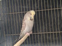 Yavru yumurta görmüş show jumbo dişi muhabbet kuşu