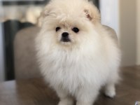 3 aylık dişi üst kalite minik Pomeranian boo yavrular