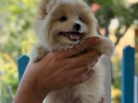 Son Erkek Pomeranian Yavrumuz Yeni Yuvasına Gitmeye Hazır
