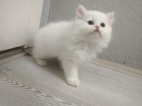 A Kalite British Longhair